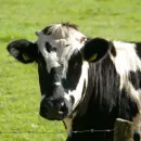 Сельхозпредприятия Красноярского края делают ставку на высокоудойных коров голштинской породы